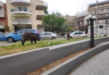 Αγριογούρουνα περιφέρονται