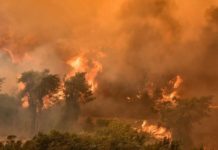 Τουρκικός στρατός καίει δάση για εξάλειψη