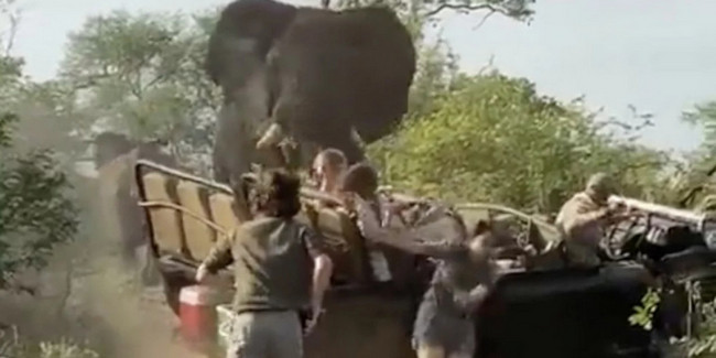 Επίθεση ελέφαντα σε τζιπ με τουρίστες - Σκηνές πανικού