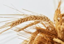 Τα όπλα στον Ζελένσκι