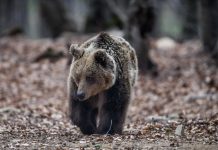 Τουρκία: Αρκουδάκι κατανάλωσε μεγάλη