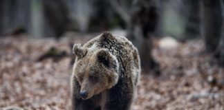 Τουρκία: Αρκουδάκι κατανάλωσε μεγάλη