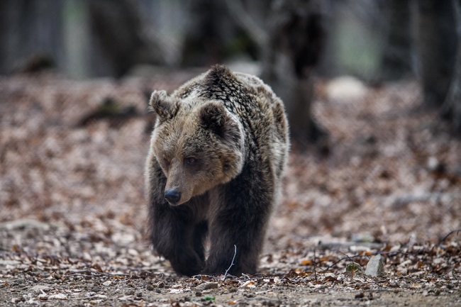 Τουρκία: Αρκουδάκι κατανάλωσε μεγάλη