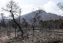 Βάζουν ανεμογεννήτριες στα καμμένα