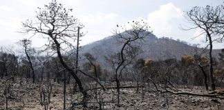 Βάζουν ανεμογεννήτριες στα καμμένα