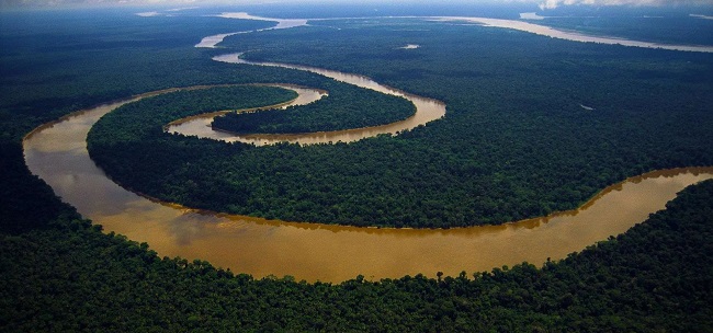 Το ψηλότερο δέντρο του Αμαζονίου