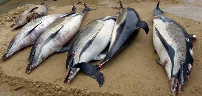 Τουλάχιστον 910 δελφίνια έχουν ξεβραστεί νεκρά σε παραλίες της Γαλλίας στον Ατλαντικό Ωκεανό από τα μέσα Δεκεμβρίου, σύμφωνα με μια νέα καταμέτρηση του ωκεανογραφικού παρατηρητηρίου Pelagis, το οποίο διαπίστωσε ότι μόνο την τελευταία εβδομάδα καταγράφηκαν 400 τέτοιες περιπτώσεις. «Περίπου 420 μικρά κητοειδή» ξεβράστηκαν στο διάστημα 10-17 Μαρτίου και τα 120 από αυτά το Σαββατοκύριακο 11-12 Μαρτίου, κάτι που «δεν έχει προηγούμενο» ανέφερε το ινστιτούτο, διευκρινίζοντας ωστόσο ότι οι αριθμοί αυτοί δεν είναι οριστικοί. Κάποια από τα δελφίνια ήταν νεκρά εδώ και πολλές εβδομάδες, άλλα πέθαναν πρόσφατα, σύμφωνα με το Pelagis, το οποίο καταγράφει το φαινόμενο αυτό από το 1970. Στα περισσότερα από όσα εξετάστηκαν βρέθηκαν σημάδια που έδειχναν ότι είχαν χτυπηθεί από μηχανές αλιευτικών σκαφών. Ένα πρώτο κύμα θανάτων είχε καταγραφεί στις αρχές του έτους, με 360 δελφίνια που ξεβράστηκαν νεκρά από τα μέσα Δεκεμβρίου 2022 μέχρι τα μέσα Ιανουαρίου 2023. Ακολούθησε μια περίοδος σχετικής «νηνεμίας», με μόνο 130 νεκρά δελφίνια μέχρι τις αρχές Μαρτίου. Από το 2017 μέχρι το 2020 καταγράφονταν κατά μέσο όρο 850 νεκρά δελφίνια στις ακτές κάθε χειμώνα. Τον Φεβρουάριο και τον Μάρτιο τα δελφίνια πλησιάζουν στις ακτές για να βρουν τροφή και κατά συνέπεια έρχονται σε επαφή με αλιευτικά σκάφη, με αποτέλεσμα κάποια από αυτά να τραυματίζονται και να πεθαίνουν. Μια φωτογραφία χίλιες λέξεις: Ακολούθησε το pronews.gr στο Instagram για να «δεις» τον πραγματικό κόσμο! Μη κυβερνητικές οργανώσεις και επιστήμονες έχουν ζητήσει να σταματά αυτήν την περίοδο η αλιεία, ωστόσο η κυβέρνηση προτιμά μέχρι στιγμής να λαμβάνει άλλα μέτρα: καταγράφει το φαινόμενο και προτείνει «τεχνικές» λύσεις, όπως την τοποθέτηση καμερών ή «απωθητικών» στα αλιευτικά σκάφη.