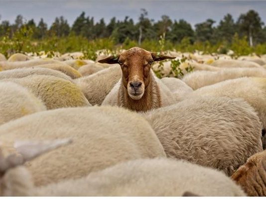 Σε απόγνωση οι κτηνοτρόφοι με την ευλογιά-«Καταστρέφονται οικογένειες, έχουν θανατωθεί 23.000 ζώα»