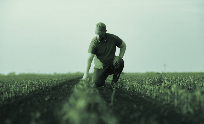 Farmer,In,Corn,Fields.,Growth,,Outdoor.