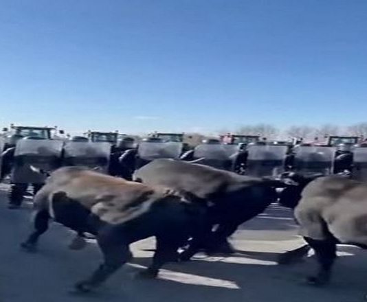 Οι Γάλλοι αγρότες στέλνουν ταύρους κατά της αστυνομίας!(βίντεο) – Η συμφωνία ΕΕ-Mercosur διαλύει τα πάντα