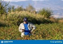 Αγροτιά(Ποίημα)