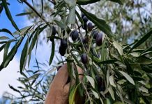 «Δεν υπήρξε αίτημα» – Η Κομισιόν ξεμπροστιάζει την κυβέρνηση για την κρητική ελιά