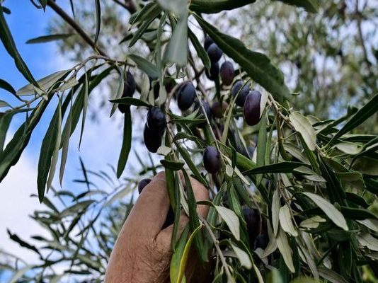 «Δεν υπήρξε αίτημα» – Η Κομισιόν ξεμπροστιάζει την κυβέρνηση για την κρητική ελιά