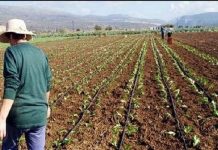 Γεωργία: Η πενταετία που «εξαϋλώθηκε» το αγροτικό εισόδημα