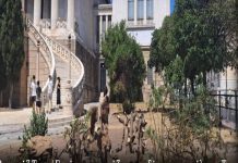 Γιατί «ακρωτηριάζουν» τα δέντρα στις πόλεις – Τι απαντούν επιστήμονες και κάτοικοι