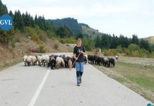 20 Χρονών και Βασιλιάς στα Βουνά! Από τα Θρανία… στα Πρόβατα! (video)