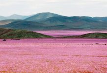 Φυση El Niño: Η έρημος Ατακάμα στη Χιλή γέμισε λουλούδια μετά τις ασυνήθιστες βροχές (βίντεο)