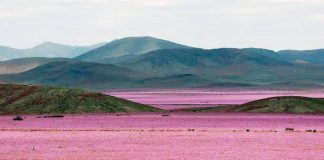 Φυση El Niño: Η έρημος Ατακάμα στη Χιλή γέμισε λουλούδια μετά τις ασυνήθιστες βροχές (βίντεο)