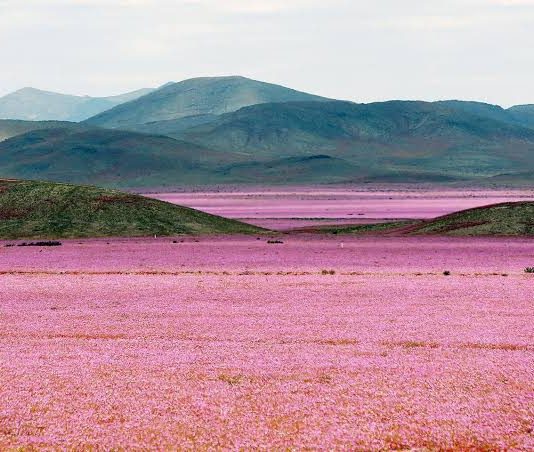 Φυση El Niño: Η έρημος Ατακάμα στη Χιλή γέμισε λουλούδια μετά τις ασυνήθιστες βροχές (βίντεο)